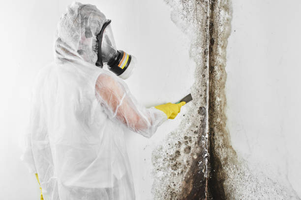Trusted Cayucos, CA Mold Removal Experts