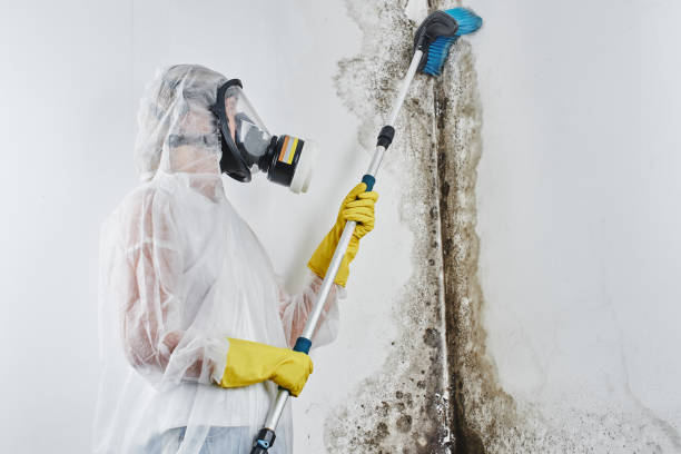 Best Mold Cleaning Services  in Yucos, CA