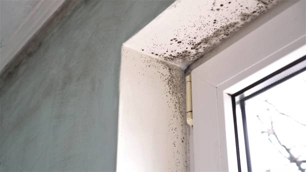 Best Attic Mold Removal  in Yucos, CA