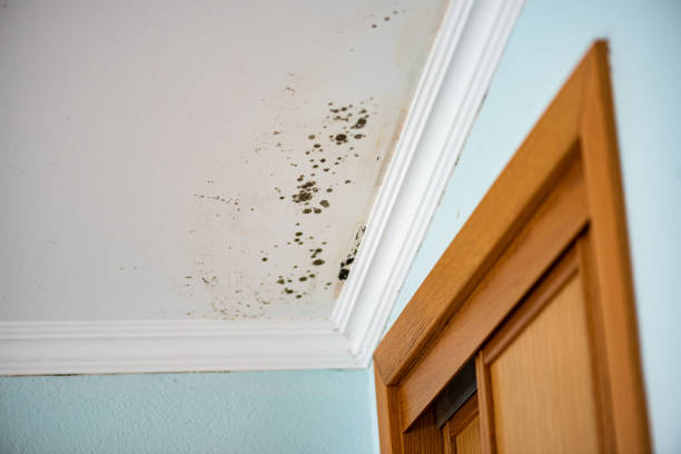 Best Mold Testing  in Yucos, CA