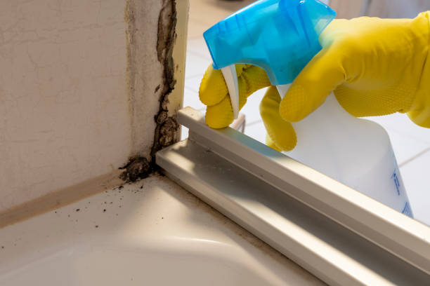 Best Toxic Mold Removal  in Yucos, CA