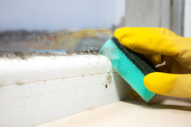 Best Best Mold Removal Companies  in Yucos, CA