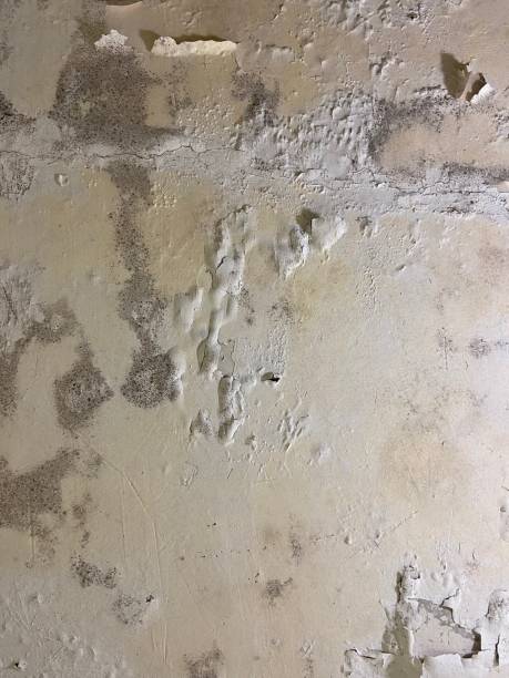 Best Mold Removal Process  in Yucos, CA
