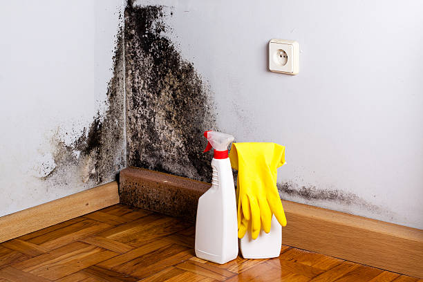 Mold Removal Process in Cayucos, CA