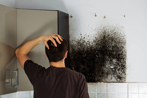 Best Local Mold Removal Service  in Yucos, CA