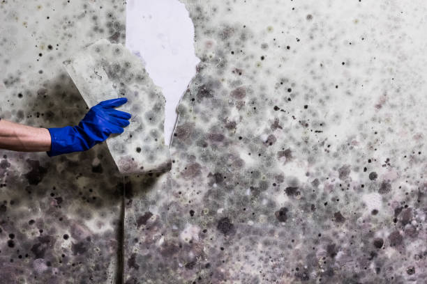 Best Mold Damage Repair  in Yucos, CA