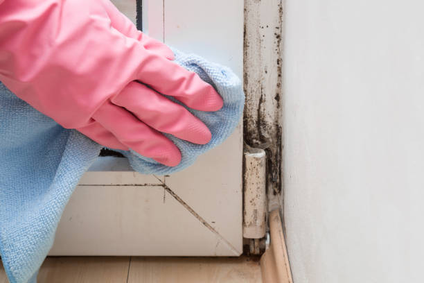 Attic Mold Removal in Cayucos, CA